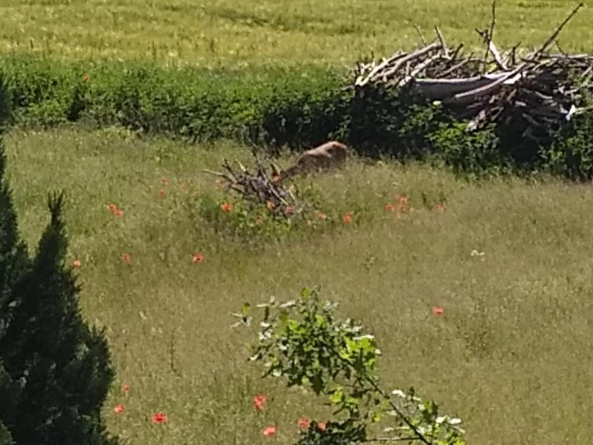 Haus Rosengarten- Ruhige Ferienwohnungen Im Gruenen Sehlen Kültér fotó